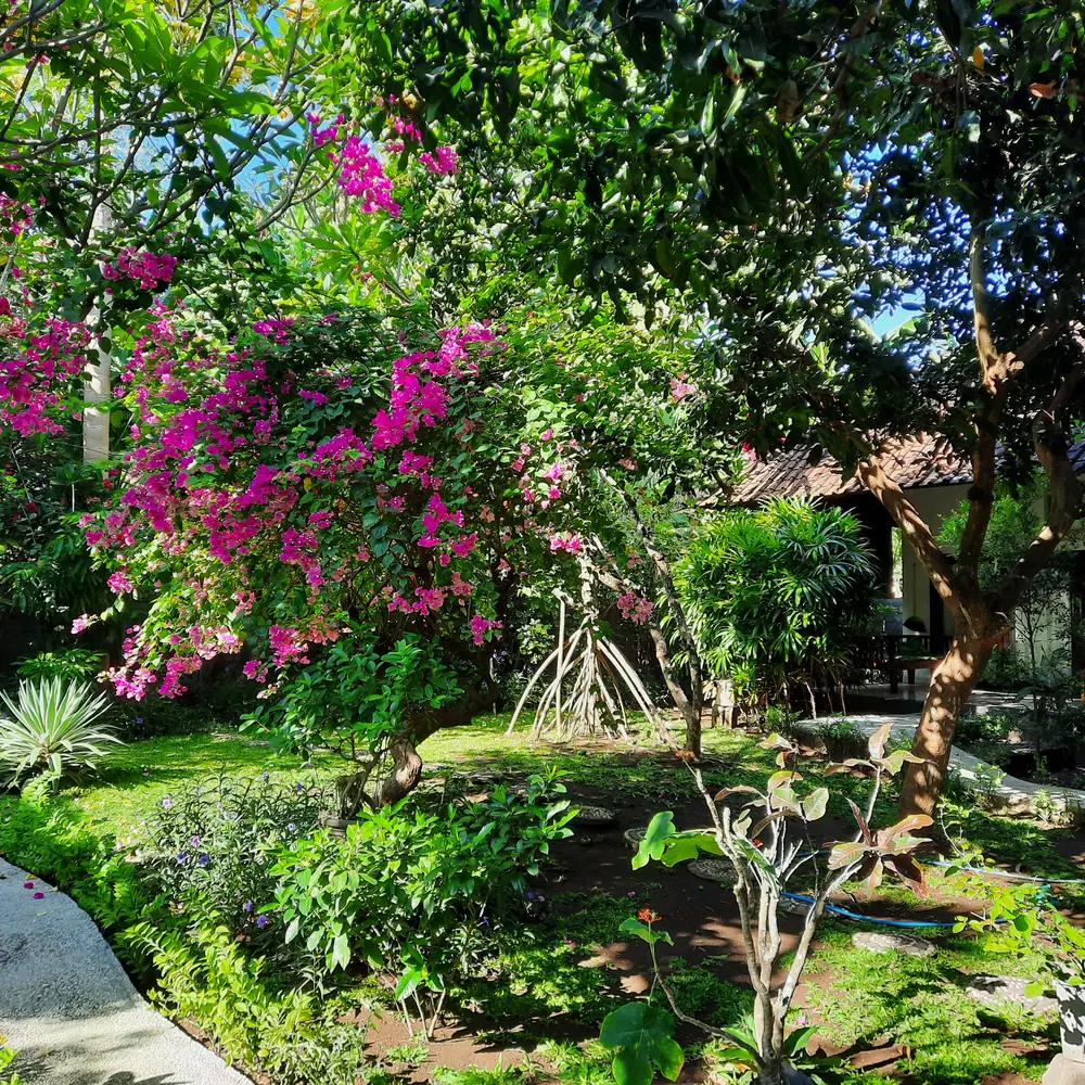Bougainvillea and tropical plants in the Kirana garden