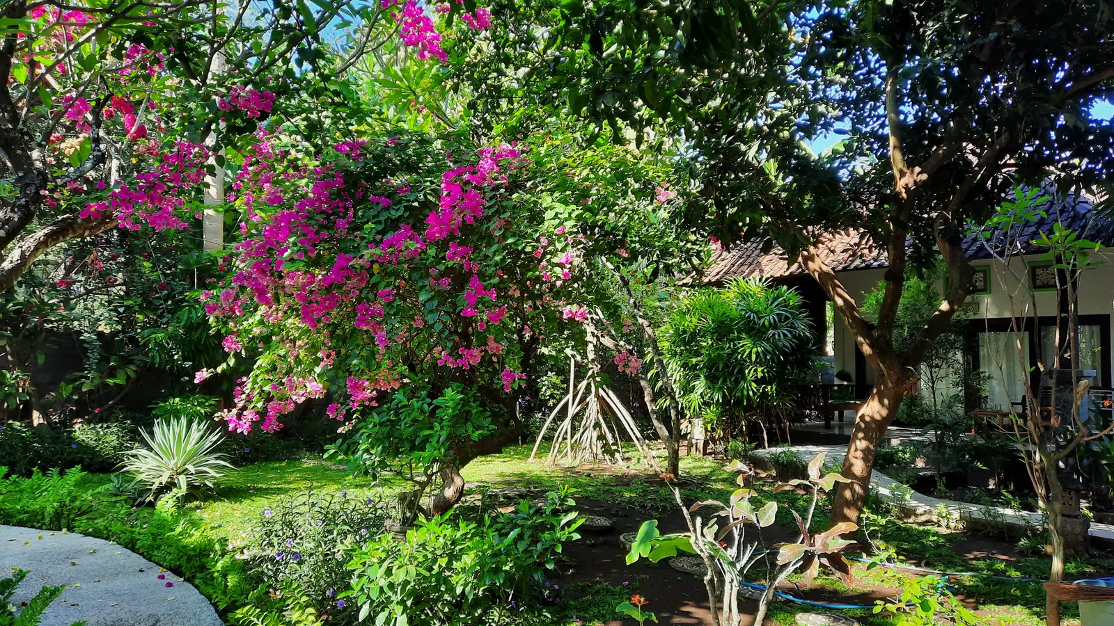 Bougainvillea and greenery in the Kirana garden